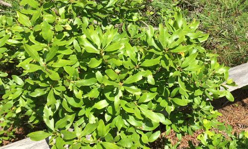 Bayberry-Fire-Island