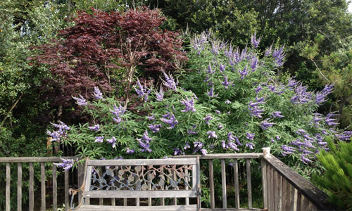 Butterfly-Bush-Fire-island