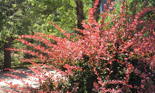 Crown-of-Thorns-Fire-Island