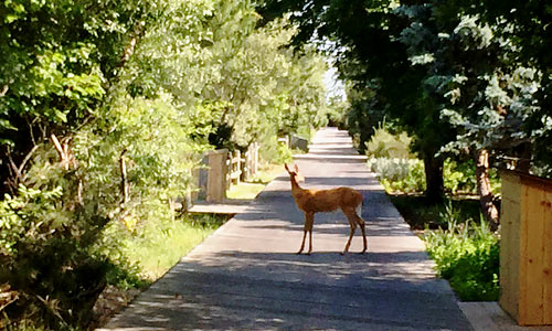 Deer-on-Boardwalk-Fire-Island