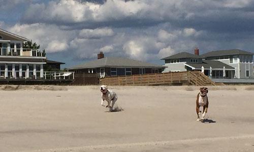 Dogs-Running-on-Beach-Saltaire-Fire-Island