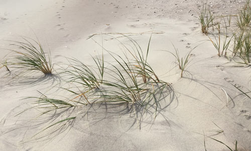 Dune-Grass-Fire-Island