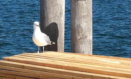 Seagull-on-Dock-Fire-Island