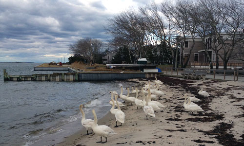 Swans-in-Saltaire-fire-island-Wintertime