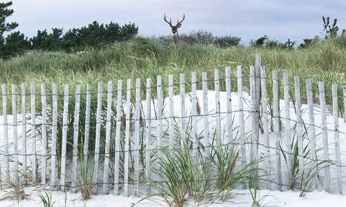 Deer-on-Dunes-Fire-Island