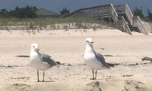 Twin-Seagulls-on-the-Beach