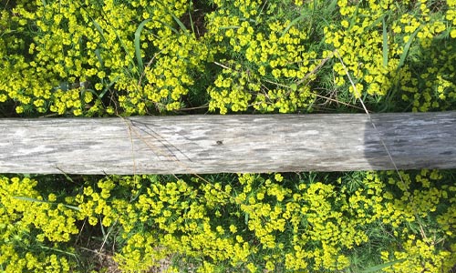 Yellow-Flowers-on-Fence