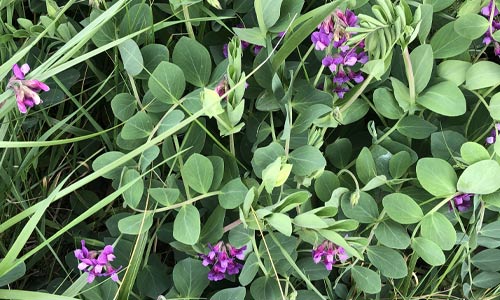 Flowering-beach-Plum Fire Island