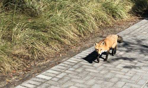 Fox-on-Brick-Walkway