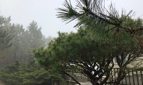 Pine-Trees-in-the-Fog