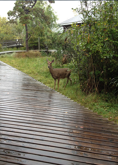 Deer on the Boardwalk in the Rain